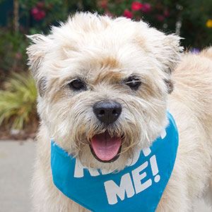 sponsoradog