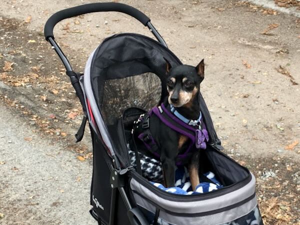silverheartsfundwinstonstroller