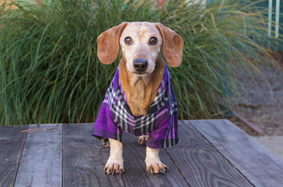 wishlistdog
